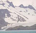 BB 14 0113 / Thalassarche melanophris / Svartbrynalbatross